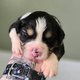 Panda - Black tri-color male Australian Shepherd puppy in London, Kentucky from Kenmont Kennels