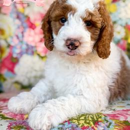 Patriot - male Bernedoodle puppy in Clinton, Oklahoma from Golden Paws Fur Babies