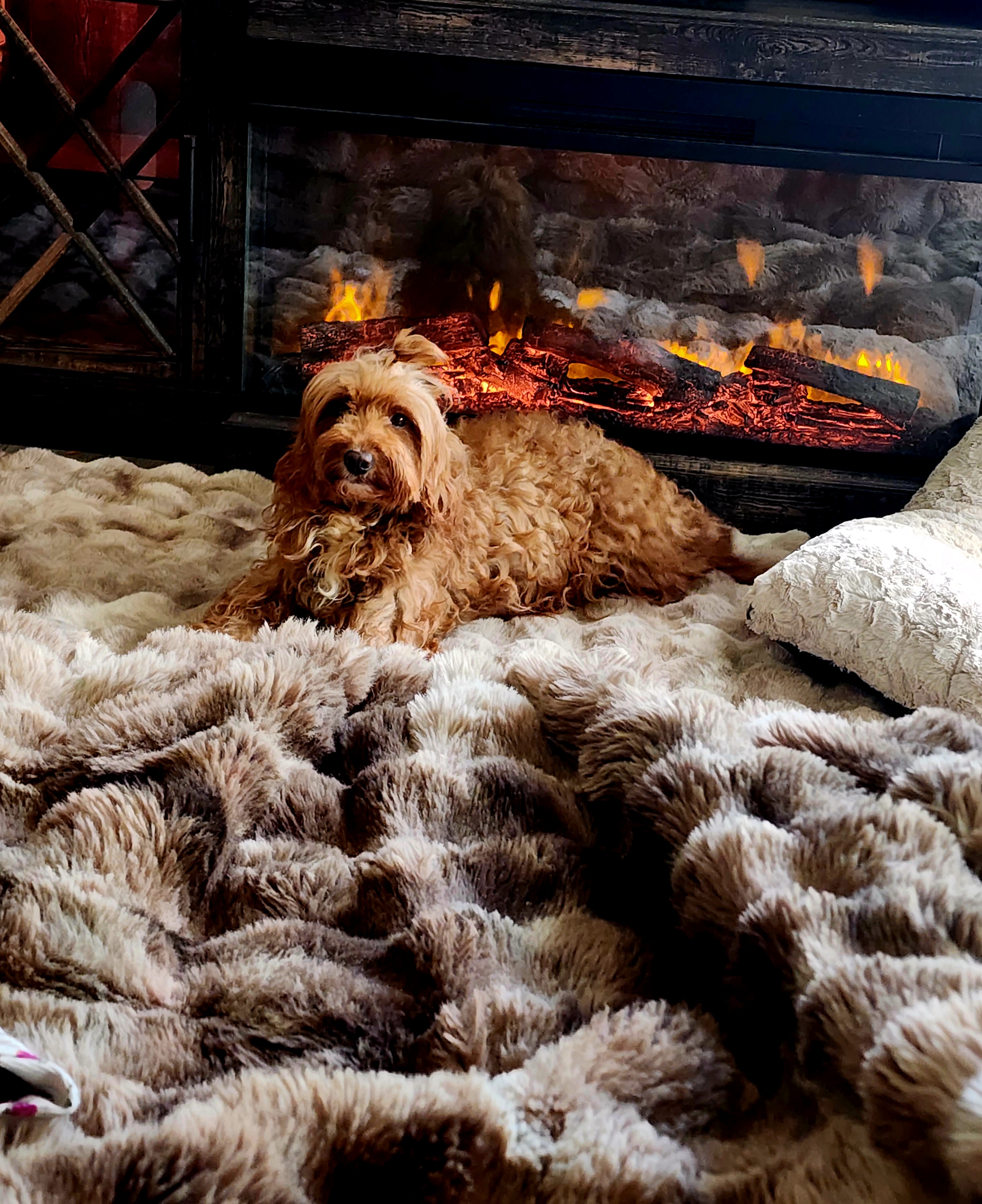 Willow - Goldendoodle