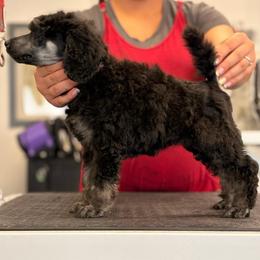 Bali (Purple Collar) - Phantom female Poodle puppy in Eugene, Oregon from Mount Zion Kennels