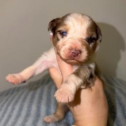 Cadbury - Red merle male Australian Shepherd puppy in Anniston, Alabama from All Hale Aussies