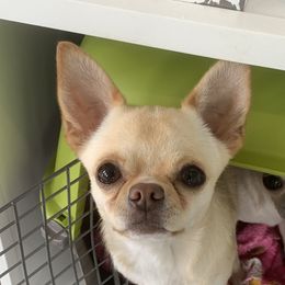 Boston - Chihuahua