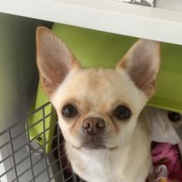 Boston - Chihuahua