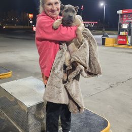 Girl 5 - Gray and fawn female Cane Corso puppy in Thaxton, Virginia from Fortune Star Ultimate K9s