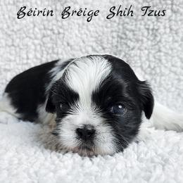 Shih Tzu Puppies from Beirin Breige Shih Tzus