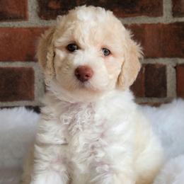 Girl 3 - Caramel ice female Australian Labradoodle puppy in Connersville, Indiana from Dessie's Doodles