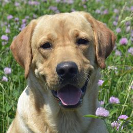 Brew - Labrador Retriever