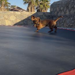 Maddie - Dachshund