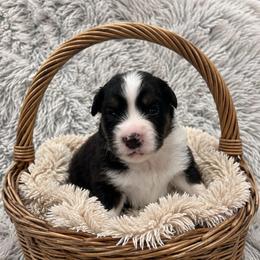 Boy - Black tri male Miniature American Shepherd puppy in Central Islip, New York from Fifth Avenue Australian Shepherds