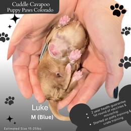 Luke - Apricot male Cavapoo puppy in Fort Lupton, Colorado from Puppy Paws Colorado