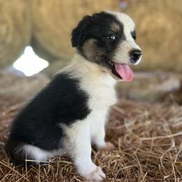 Lila - Tri-color female Border Collie puppy in Surgoinsville, Tennessee from Smokey Mountain Vizslas