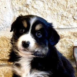 Australian Shepherd and Miniature Australian Shepherd Puppies from L Bar W Aussie Ranch