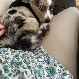 American Corgi, Cardigan Welsh Corgi, and Pembroke Welsh Corgi Puppies from Enok Corgis