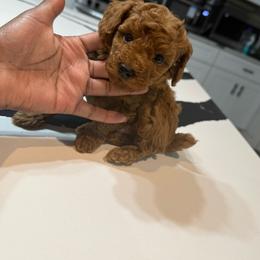 Bourbon - Red  male Poodle puppy in Texas from Zoway's Poodles