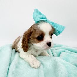 AKC Champion-Sired Marigold - Blenheim female Cavalier King Charles Spaniel puppy in Louisville, Kentucky from Ali-Mae Cavaliers