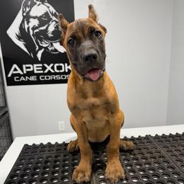 Female 4 - Fawn female Cane Corso puppy in Cashion, Oklahoma from APEXOK Cane Corsos LLC