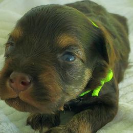 Boy 2 - Brown Schnoodle puppy in Leitchfield, Kentucky from Eveleigh Acres Puppies