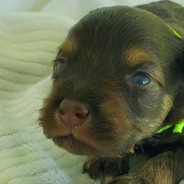 Boy 2 - Brown Schnoodle puppy in Leitchfield, Kentucky from Eveleigh Acres Puppies