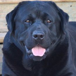 Labrador Retrievers from Saddlebrooke Labrador Retrievers