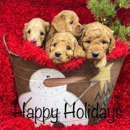 Goldendoodle Puppies from Ming’s Dynasty Doodles