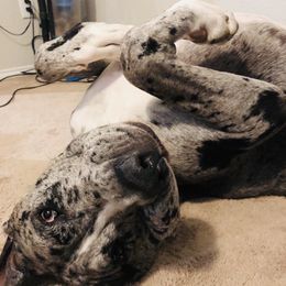 Great Danes from Titanium Danes