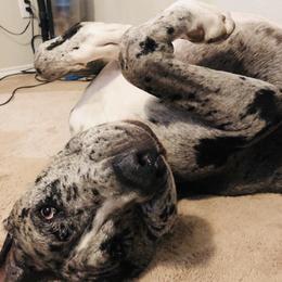 Great Danes from Titanium Danes