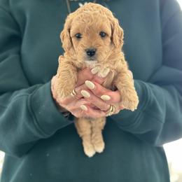 Miller - Brown male Maltipoo puppy in South Jordan, Utah from Ollie-Pop Paws Breeding
