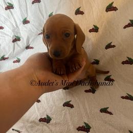 Freya red smooth hair - Red female Dachshund puppy in East Dover, Vermont from Audet’s Mini Dachshunds