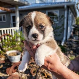 Trixie - Sable female Pembroke Welsh Corgi puppy in Coleman, Michigan from Salt Creek Farm Dogs