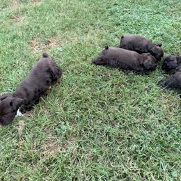 Miniature Schnauzer Puppies from Melissa Knight