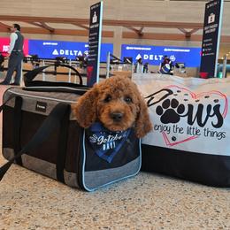 Blu - Blue Collar - Red  male Goldendoodle puppy in Auburn, Kansas from Puppy Paradise:  English Mastiff Puppies & Standard Goldendoodle Puppies