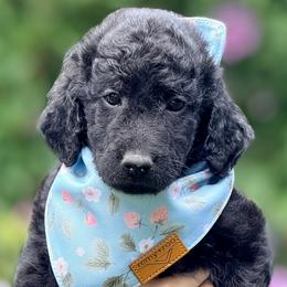 Aprilia - Black female Goldendoodle puppy in Dayton, Ohio from Perks Court Doodles