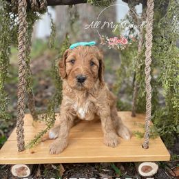Goldendoodle Puppies from All My Doodles