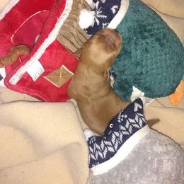 Golden Retriever Puppies from Gingersnap Golden Retrievers