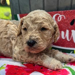 Cooper - Caramel ice male Labradoodle puppy in English, Indiana from Doodle Darlings