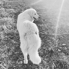Tucker - Colorado Mountain Dog
