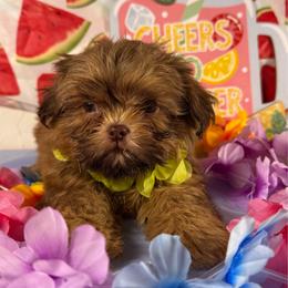 Teddy - Gold male Shih Tzu puppy in Azusa, California from RJ Shih Tzu lover