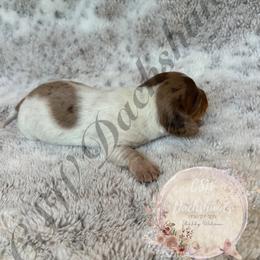 Dachshund Puppies from CSW Dachshunds