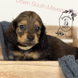 Red sable - Sable male Dachshund puppy in Seminary, Mississippi from Down South Mavericks Dachshunds