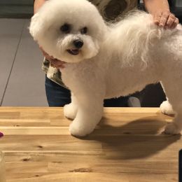 Baby - Bichon Frise