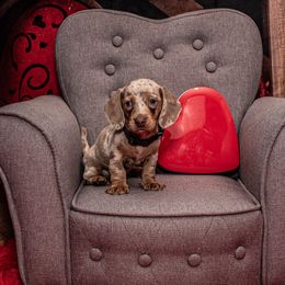 Dachshunds from Johnson's Teeny Weenies