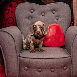 Dachshunds from Johnson's Teeny Weenies
