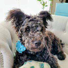 Belle - Pumi