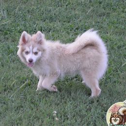 Snuggles - Lavender female Pomsky puppy in Claremore, Oklahoma from T-Town Acres