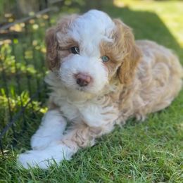 Lemon loaf - Yellow and white female Bernedoodle puppy in Washougal, Washington from Sandy Creek Bernedoodles