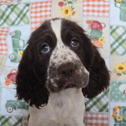 Boy 4 - male English Springer Spaniel puppy in Brodhead, Wisconsin from Pinwheel Acres