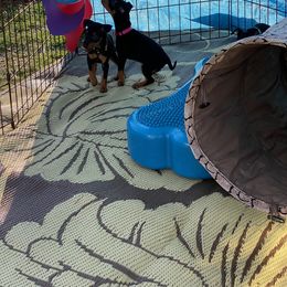 Manchester Terrier Puppies from Maximal Manchester Terriers