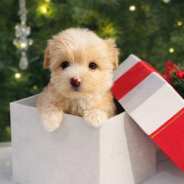 Pearl - Gold female Yorkshire Terrier puppy in Glendale, California from Los Angeles Teacup Yorkie