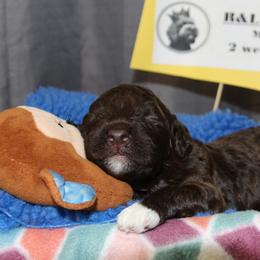Lagotto Romagnolo Puppies from Royal and Loyal Lagotto Romagnolo