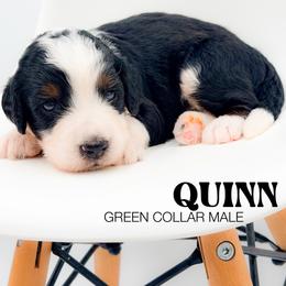 Quinn - Tri-color male Bernedoodle puppy in Tipton, Indiana from Country Creek Doodles